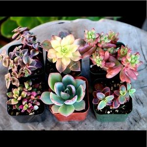 Rare succulent 6 houseplant exotic plants rooted